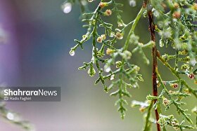 پیش‌بینی هواشناسی مشهد و خراسان رضوی امروز (پنجشنبه ۲۰ فروردین ۱۴۰۵) | تداوم بارش‌‎های رگباری
