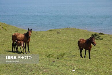 گزارش تصویری | طبیعت بهاری دریاچه لفور - مازندران