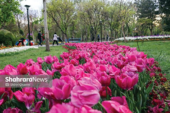 ۲ بوستان مهم شهر مشهد در بهار ۱۴۰۵ میزبان ۱۴۰ هزار گل لاله هستند | لاله‌باران ملت و وکیل‌آباد