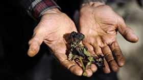 ۴۲۵ هکتار از باغات قوچان بر اثر سرما خسارت دیده‌اند