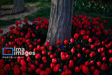 گزارش تصویری | باغ گل‌های لاله