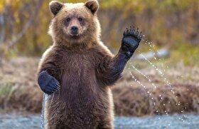 مشاهده خرس قهوه‌ای در خطر انقراض برای نخستین بار در ارتفاعات مهاباد