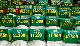 افزایش قیمت برنج در آسیا