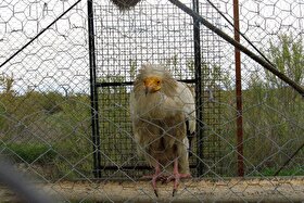 انتقال موقت پرندگان باغ پرندگان لویزان به مازندران