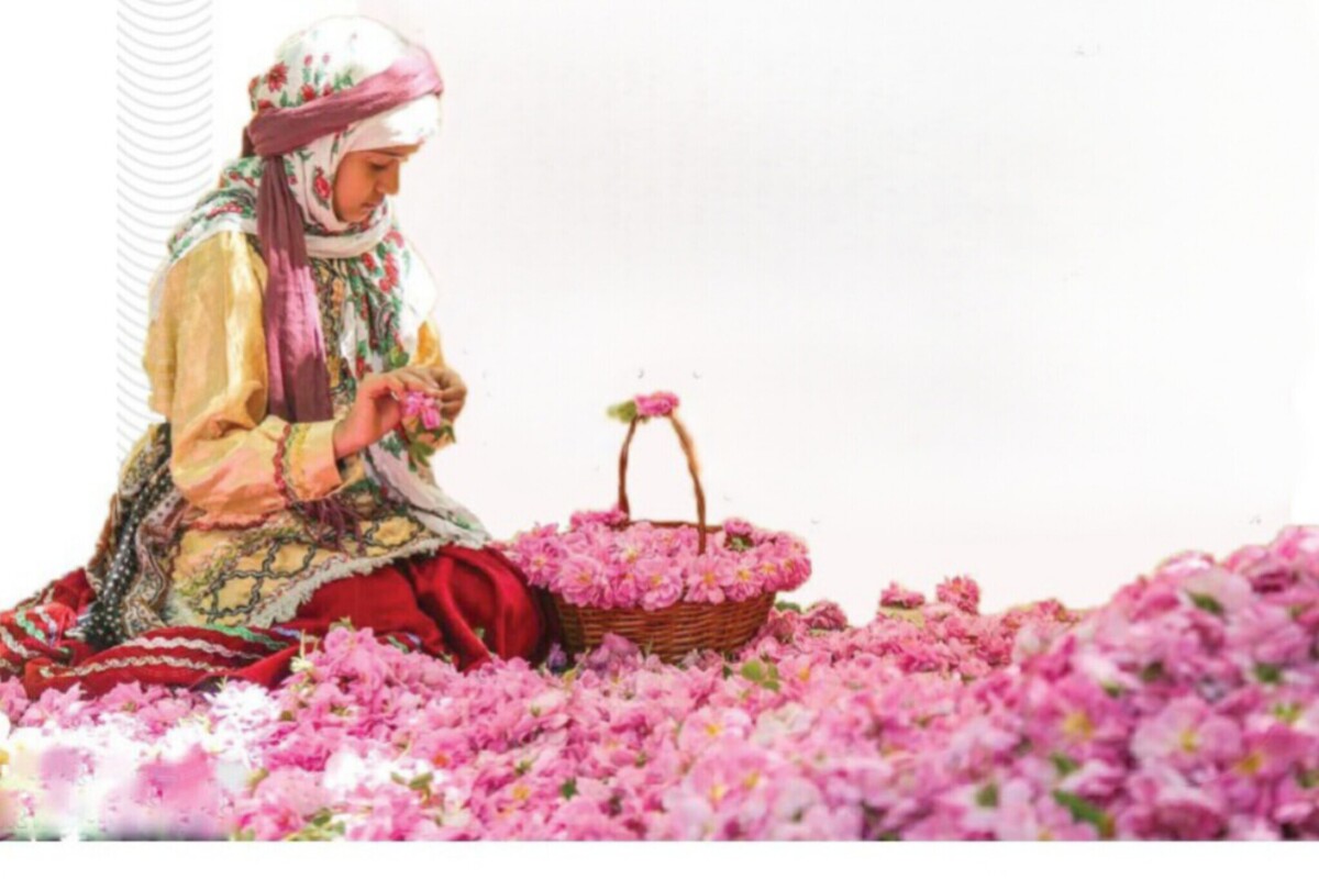 جان شیفته بانوان &laquo;فرخد&raquo; با مهر گل&zwnj;های محمدی | یک هشدار فرهنگی به دهیاری قمصر خراسان