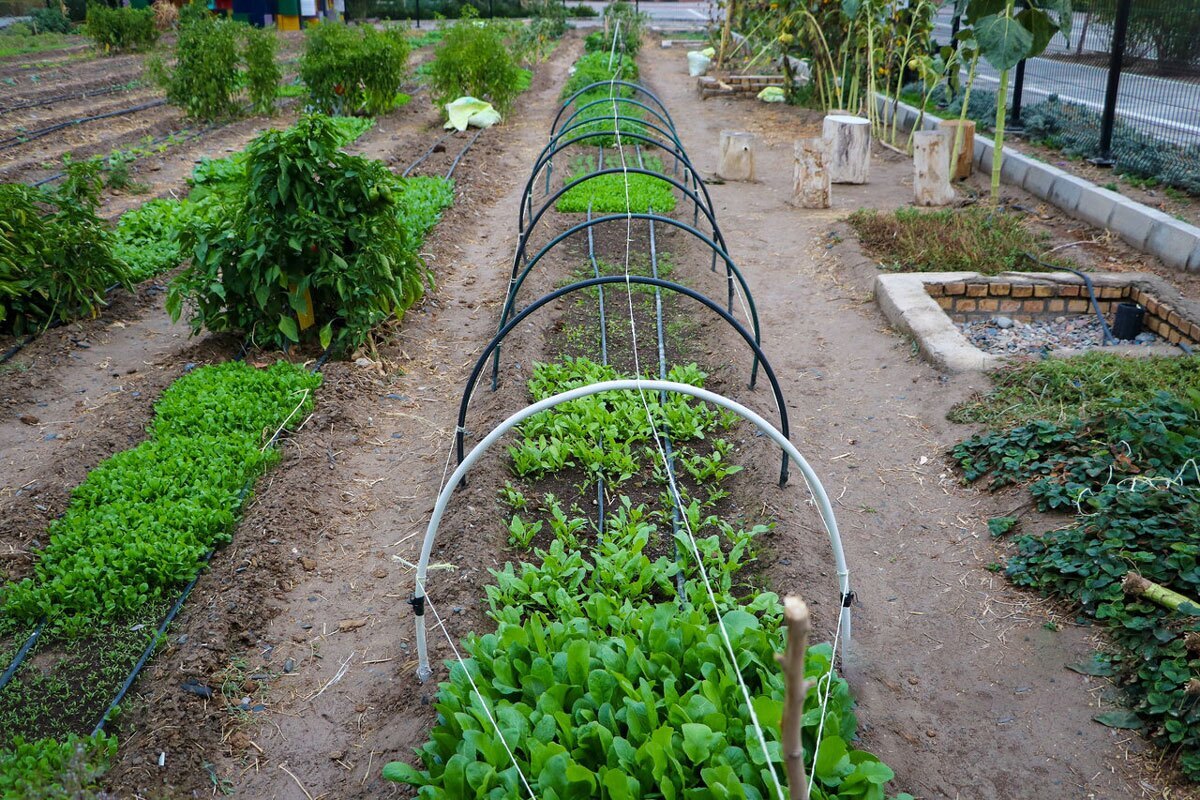 توسعه کشاورزی شهری در ۴ نقطه دیگر مشهد | شهروندان در بوستان&zwnj;های برکت و نیلوفر آبی مشغول کشاورزی هستند