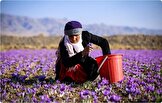 فعالیت حدود ۱۰.۵ میلیون زن بهره‌بردار عشایری در کشور