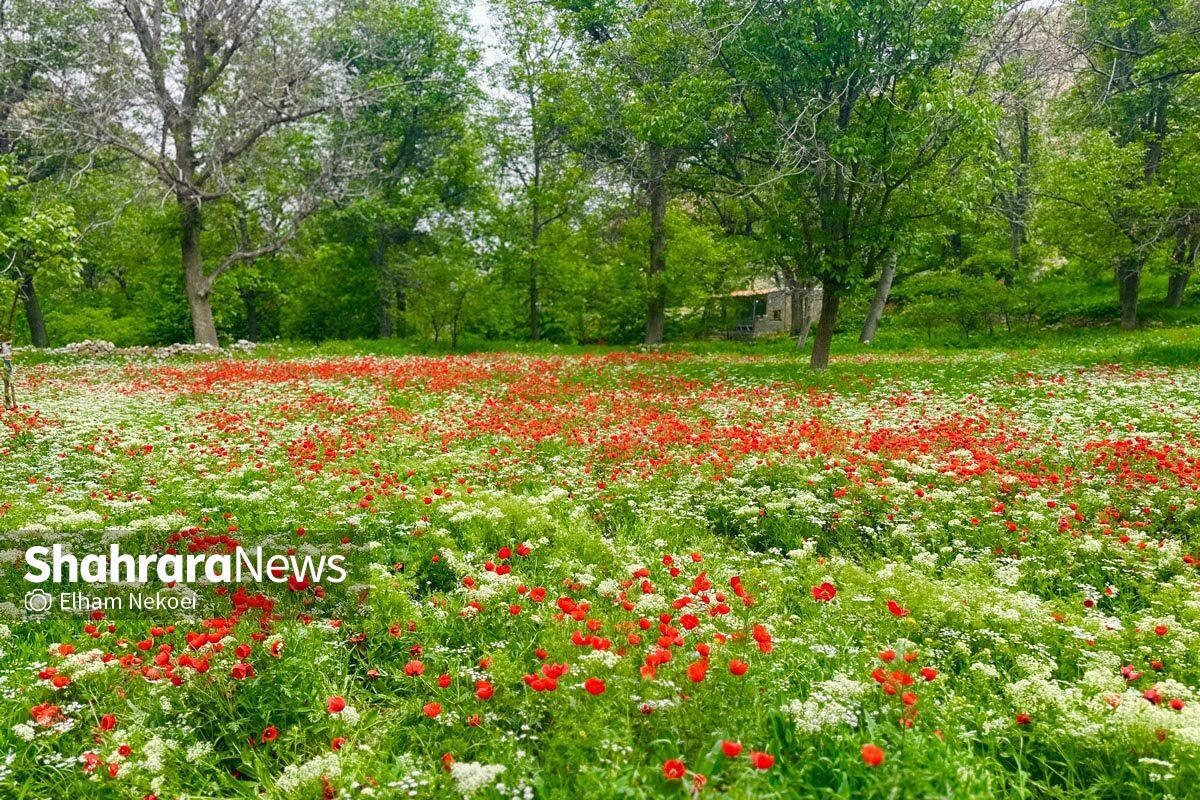 قدمی در «دره بهشت» | کمی دورتر از جنگ، میان سبز و قرمزها قدمی در «دره بهشت» | کمی دورتر از جنگ، میان سبز و قرمزها