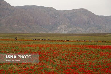 ایران زیباست | دشت شقایق‌های بهاری - بجنورد