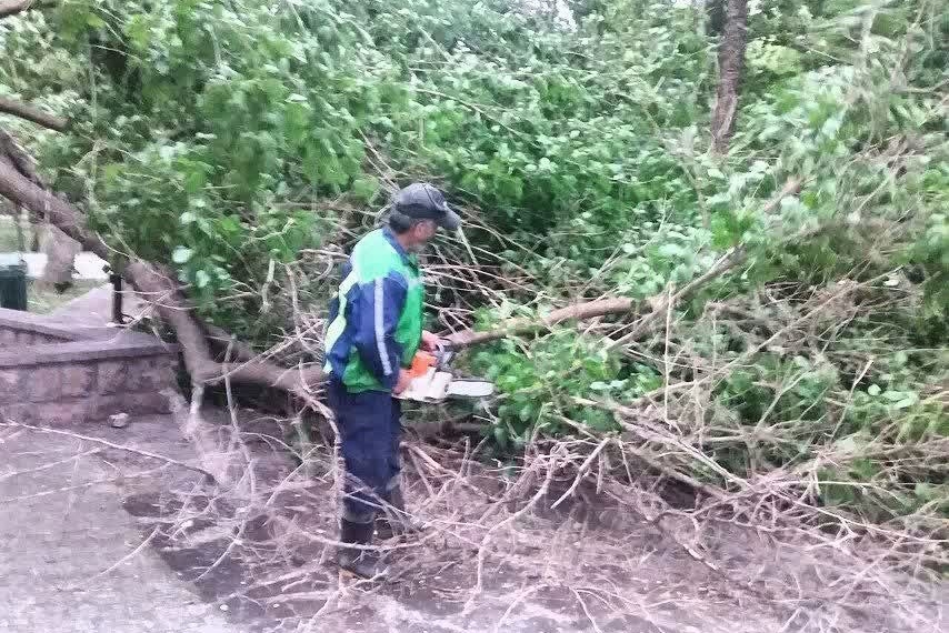 شکستگی و سقوط ۳۵ اصله نهال، درخت و سرشاخه بر اثر ورزش باد شدید در عصر پنجشنبه (۲۴ اردیبهشت ۱۴۰۵) شکستگی و سقوط ۳۵ اصله نهال، درخت و سرشاخه بر اثر ورزش باد شدید در عصر پنجشنبه (۲۴ اردیبهشت ۱۴۰۵)