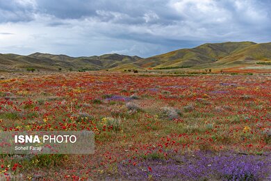 ایران زیباست | طبیعت هزار رنگ جلگه ارومیه