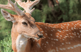 تولد اولین گوساله گوزن زرد ایرانی پارک ملی کرخه در سال جدید