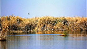 هورالعظیم؛ بحران فرامرزی که با بارندگی‌ها هم مهار نشد| تالاب‌ها مستقیم با جان مردم خوزستان گره خورده‌اند