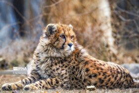 ناتوانی «فیروز» یوزپلنگ نر مرکز تکثیر توران برای زادآوری