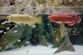 ماهی رباتیک جایگزینی برای ماهی تزئینی گران قیمت + عکس