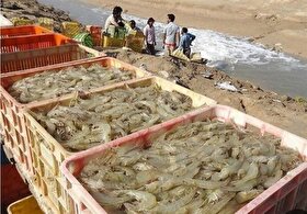 رشد ۳۷ درصدی تولید میگو در کشور رکورد زد