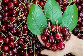 قیمت امروز میوه و تره‌بار در مشهد (۲ خرداد ۱۴۰۵) | ورود گیلاس، آلبالو و انبه به بازار با قیمت‌های نجومی