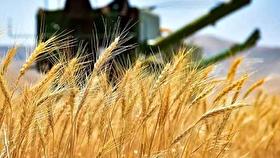 قیمت خرید گندم ۱۴۰۵ اعلام شد