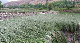 خبرهای تکمیلی از خسارت سیل به مناطق روستایی کلات و درگز خراسان رضوی و گرفتار شدن ۸ گردشگر + فیلم