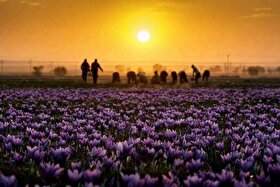 فراخوان برگزاری سومین جشنواره روز ملی زعفران در آبان ۱۴۰۵