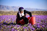 به‌روزرسانی اطلاعات حدود ۲۰ هزار زن فعال در عرصه کشاورزی در کشور