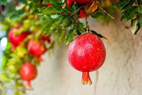 انار؛ میوه یا دارو؟!