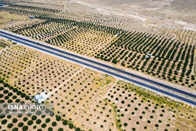 ایران زیباست | بزرگترین انجیرستان دیم جهان - استهبان