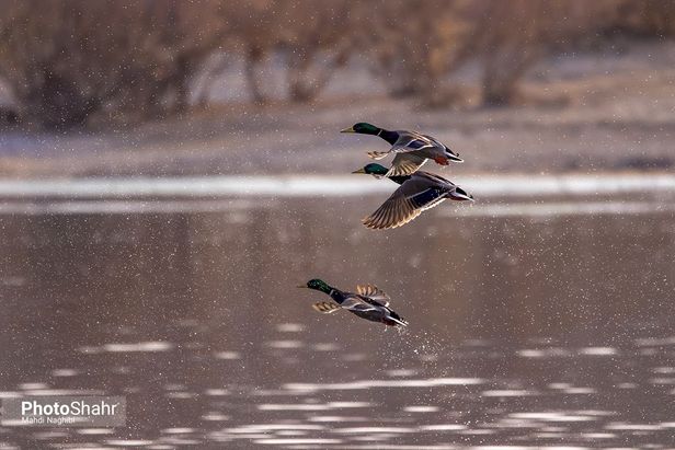 میهمانان زمستانی کشف رود
