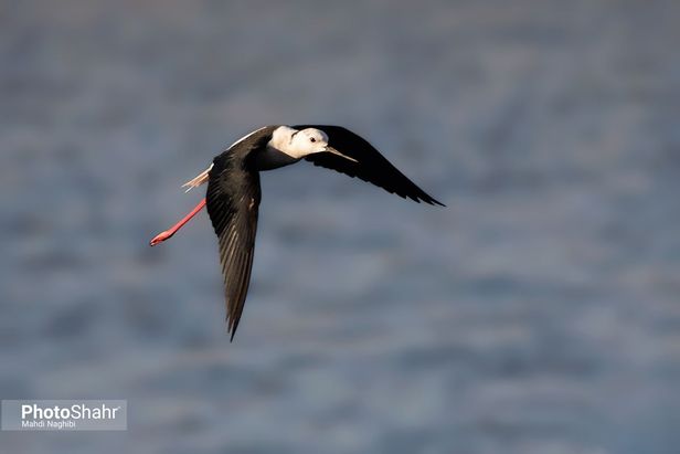 میهمانان زمستانی کشف رود