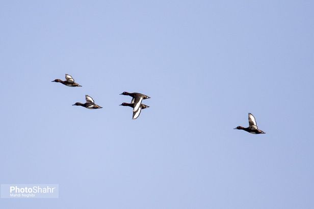 میهمانان زمستانی کشف رود