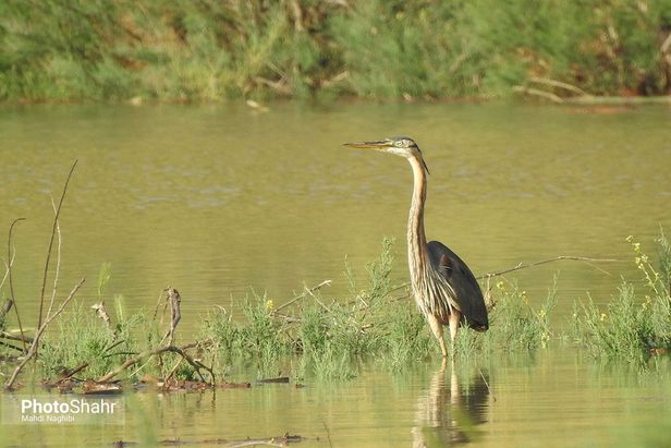 میهمانان زمستانی کشف رود