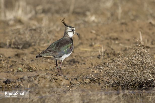 میهمانان زمستانی کشف رود