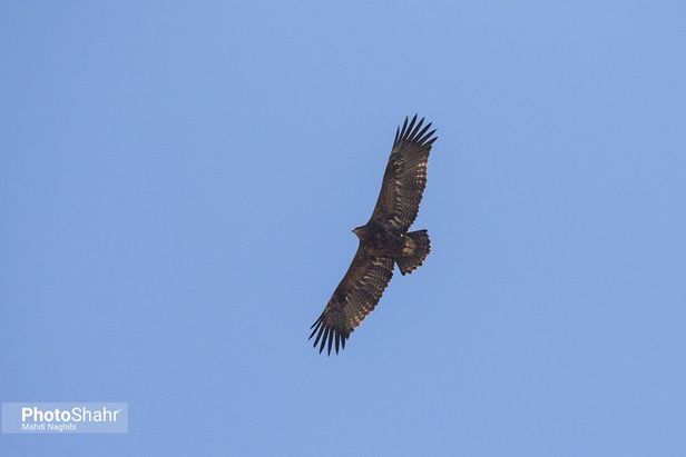 میهمانان زمستانی کشف رود