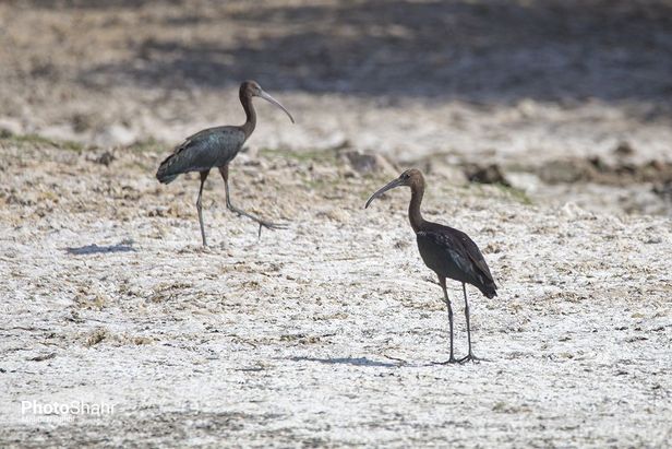 میهمانان زمستانی کشف رود