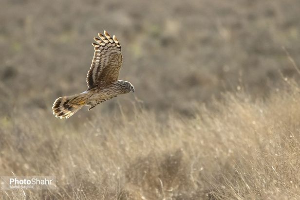 میهمانان زمستانی کشف رود