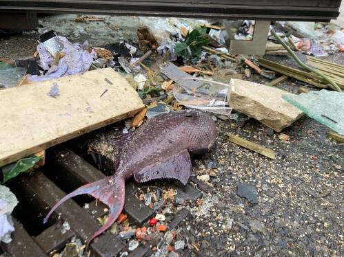 آکواریوم غول‌پیکر برلین ترکید | ماهی‌ها به خیابان آمدند + فیلم و تصاویر