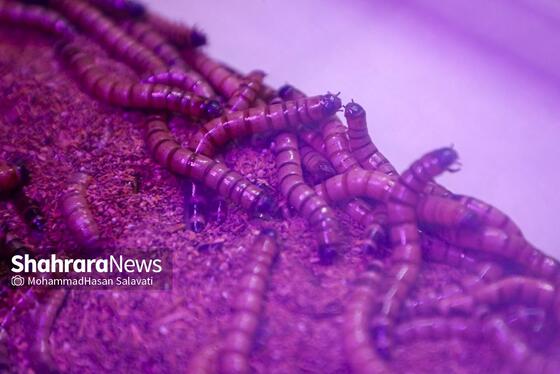 گزارش تصویری | بیست‌وششمین نمایشگاه هفته پژوهش و فناوری خراسان رضوی