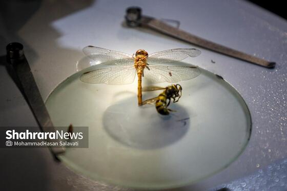 گزارش تصویری | بیست‌وششمین نمایشگاه هفته پژوهش و فناوری خراسان رضوی