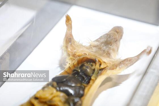 گزارش تصویری | بیست‌وششمین نمایشگاه هفته پژوهش و فناوری خراسان رضوی