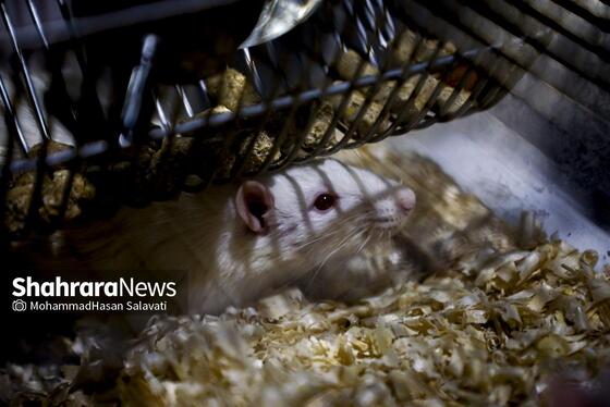 گزارش تصویری | بیست‌وششمین نمایشگاه هفته پژوهش و فناوری خراسان رضوی