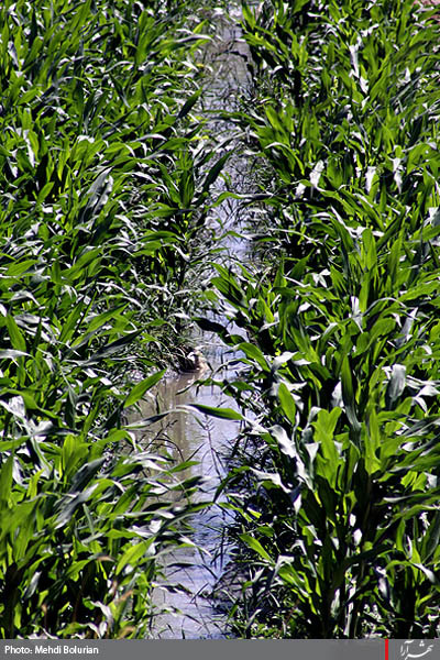 آبياري مزارع با فاضلاب در مشهد -1