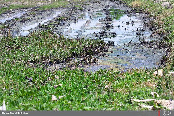 آبياري مزارع با فاضلاب در مشهد -1