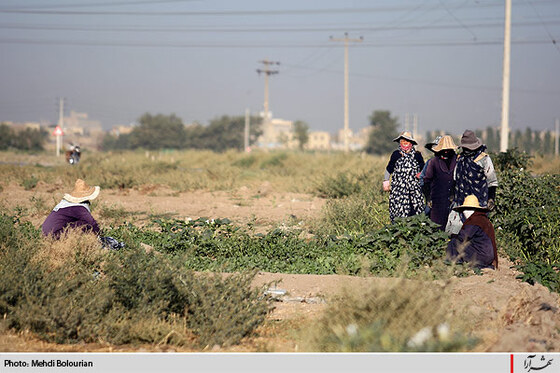 آغاز معدوم سازي سبريجات آلوده حاشيه كشف رود