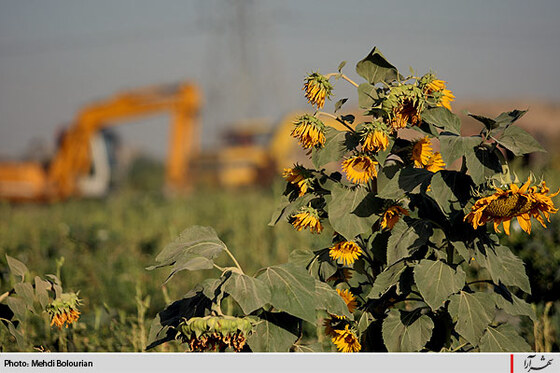 آغاز معدوم سازي سبريجات آلوده حاشيه كشف رود