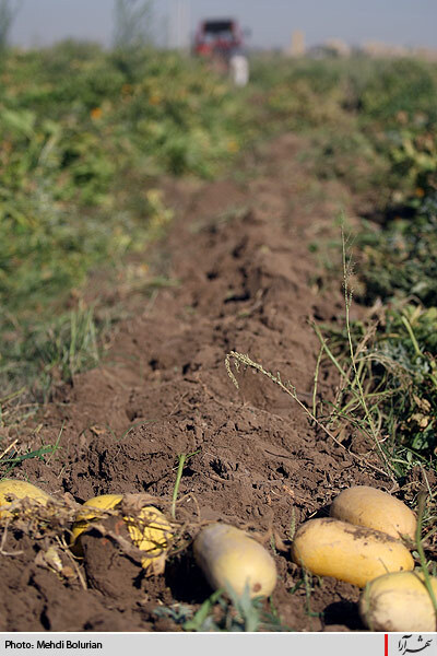 آغاز معدوم سازي سبريجات آلوده حاشيه كشف رود
