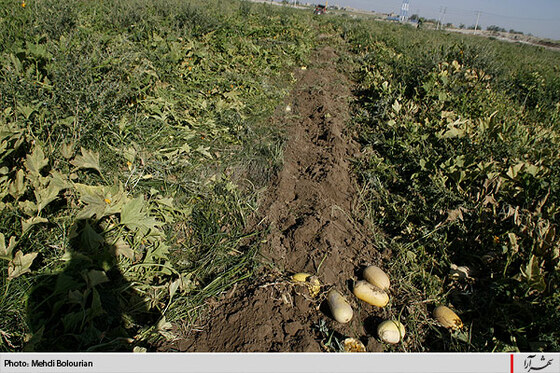 آغاز معدوم سازي سبريجات آلوده حاشيه كشف رود