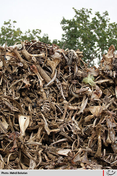 كارخانه توليد ژلاتين از استخوان