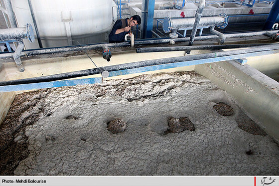 كارخانه توليد ژلاتين از استخوان