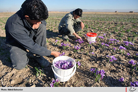 برداشت گل زعفران از مزارع