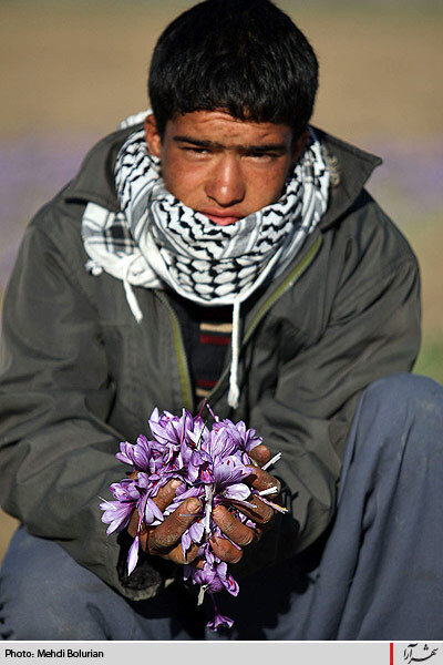 برداشت گل زعفران از مزارع
